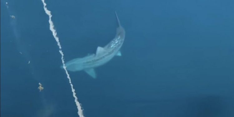 Captan a un tiburón gigante rodeando un crucero en EEUU