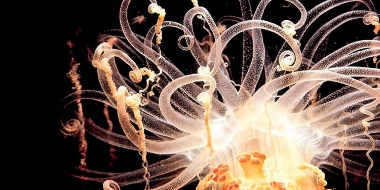Del Mar Rojo a Indonesia, los mejores destinos para los amantes del buceo