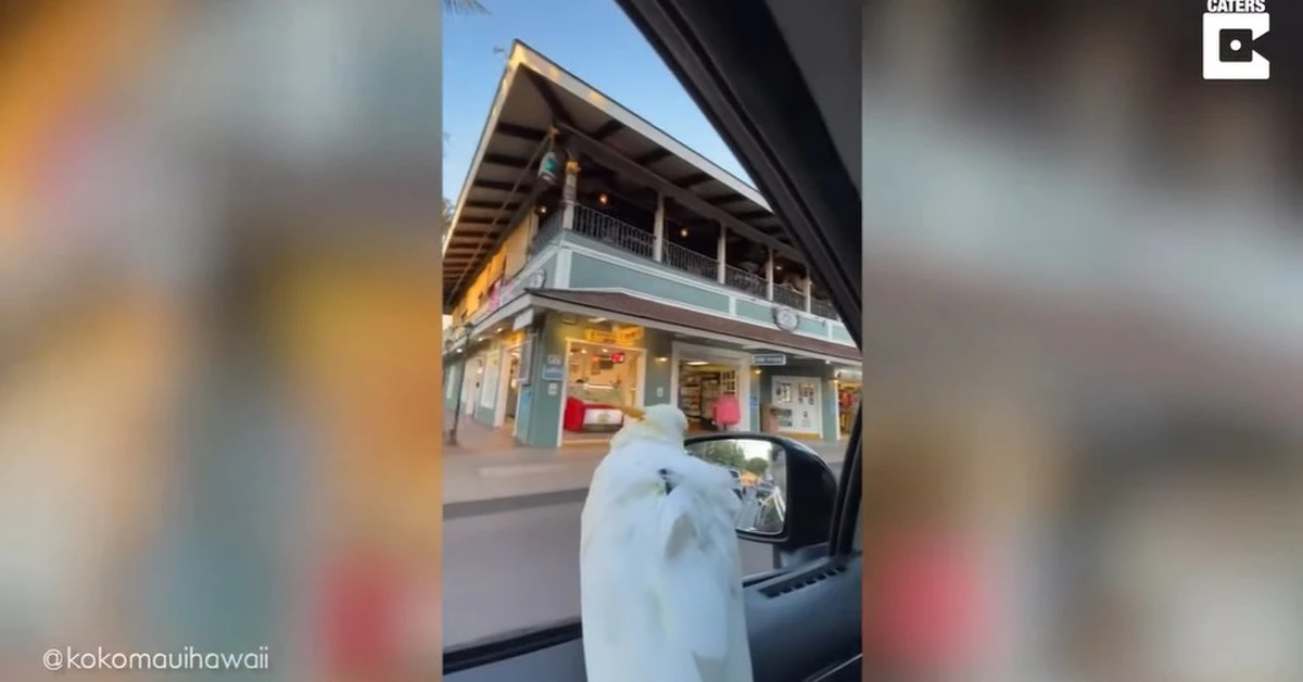 Desconecta.- Así viaja esta cacatúa aventurera en coche por la isla de Maui, en Hawái