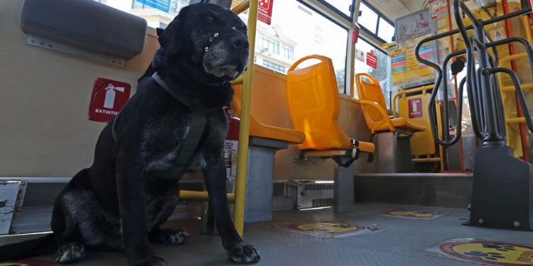 Don Alonso, el perro que ama viajar en el transporte público de Bolivia