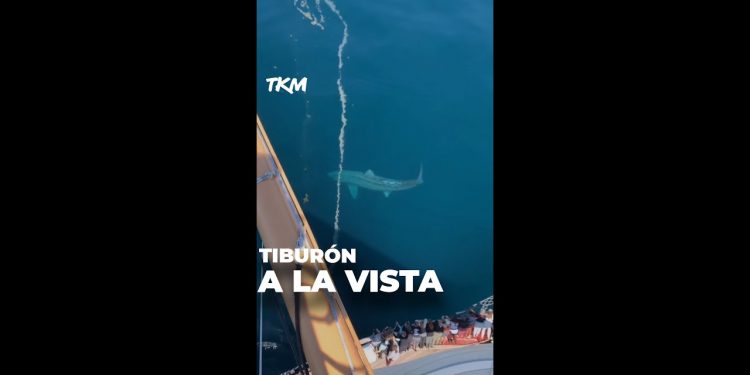 Gritos a bordo de un crucero por la presencia de un enorme tiburón | Noticias de Video, VIDEOS