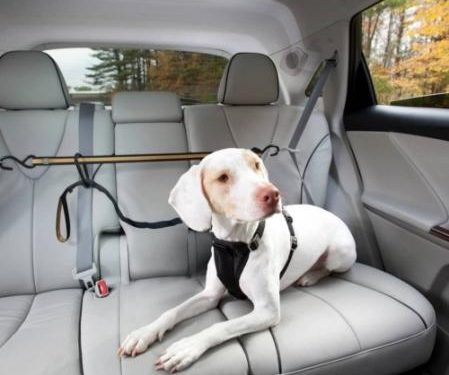 Perro viajar autocaravana