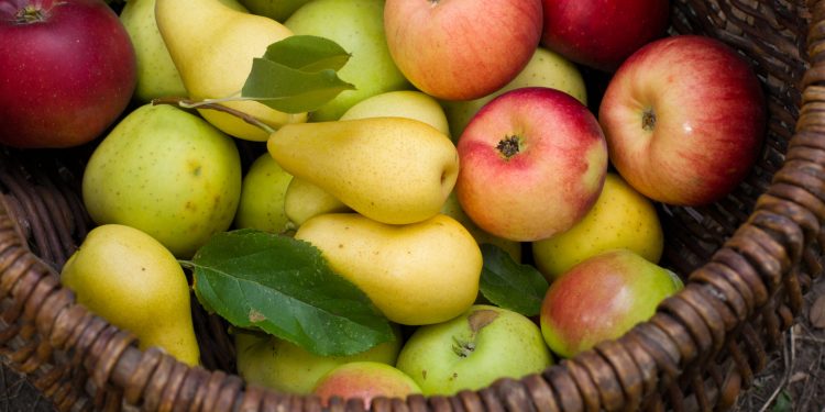 La nueva meca de las manzanas y peras argentinas -