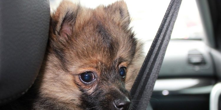 Los mejores consejos para viajar con el perro en coche este verano