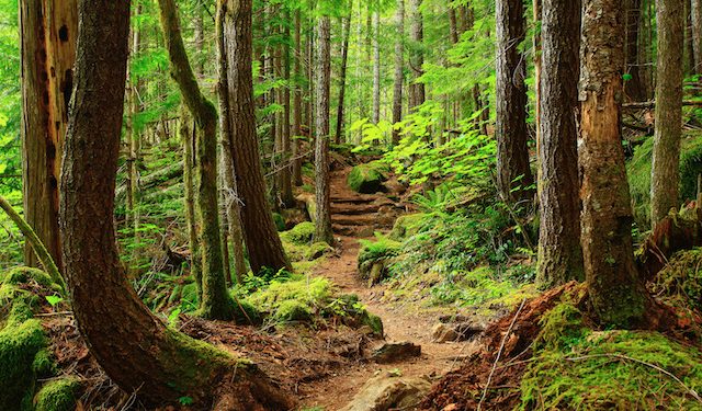 Los mejores lugares para caminar en el Triángulo