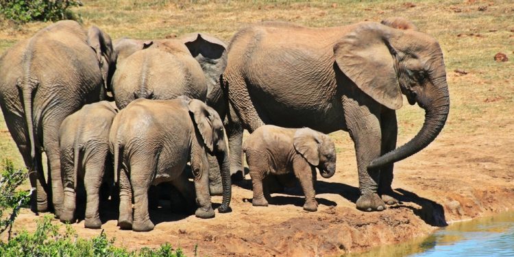 Kruger, Sudáfrica