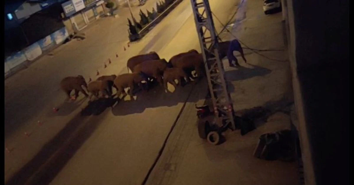 Manada de elefantes salvajes se acerca a ciudad china tras viaje de 500 kilómetros