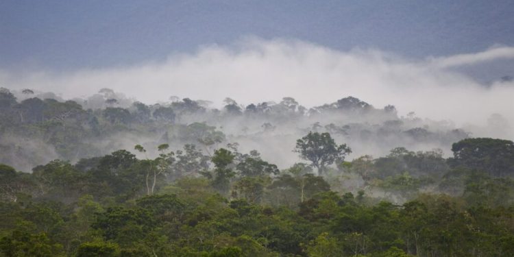 Piden a Ecuador y Perú liderar un "Plan biorregional" para salvar la Amazonia