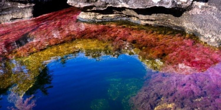 Reabren Caño Cristales: cómo llegar, qué se puede hacer y cuánto cuesta