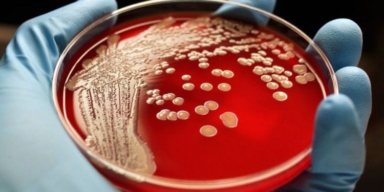 Superbacterias Turistas