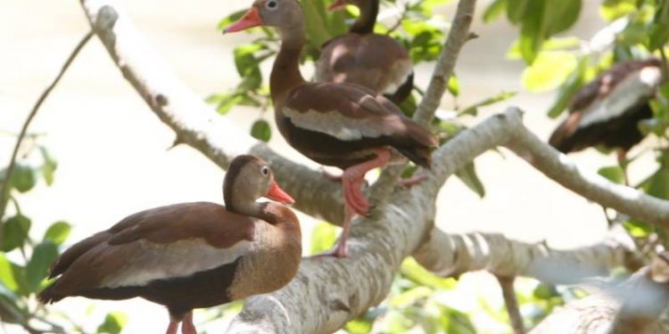 Una apuesta regional de Anato para reactivar el turismo | EL UNIVERSAL