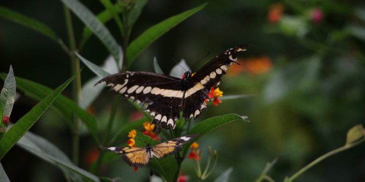 Una laguna, un puente colgante y un mariposario potenciarán la experiencia turística en Horco Molle