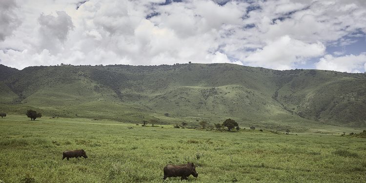 Tanzania engancha. El hilo musical salvaje que emiten el Ngorongoro y...