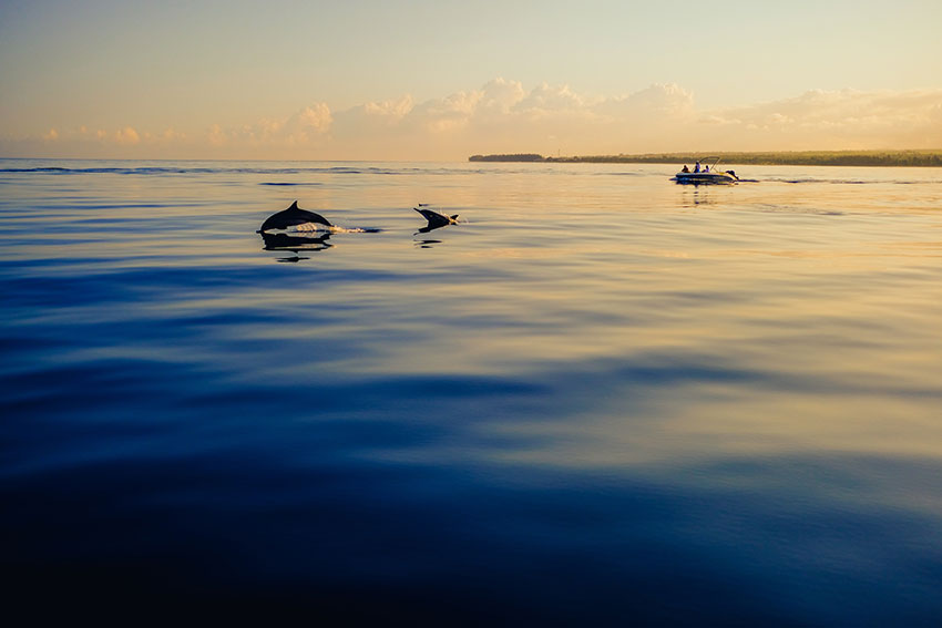 Avistamiento de delfines en Isla Mauricio