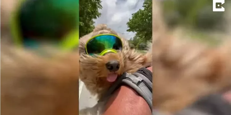 Desconecta.- Este entusiasta de las motos se lleva a su perro de viaje por carretera