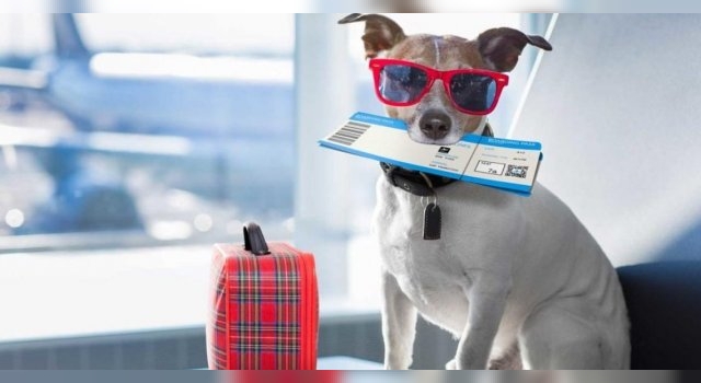 Destinos para visitar con los mejores amigos (de cuatro patas) - Radiocanal