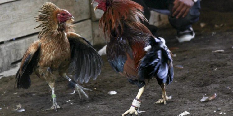 Hidalgo declara peleas de gallos patrimonio cultural para evitar prohibición