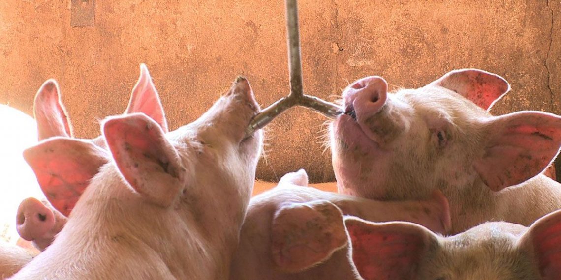 La Cofece autoriza compra de Granjas Carroll por Smithfield Foods |