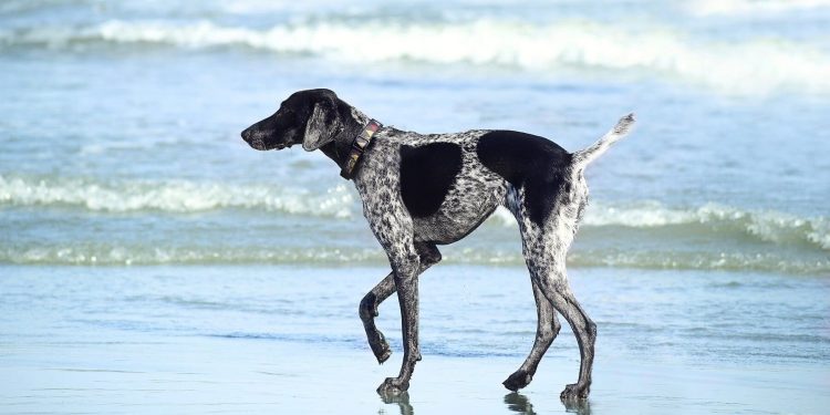 Los 3 mejores destinos de España para viajar con tu perro
