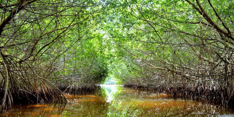 Naturaleza y aventura en Campeche