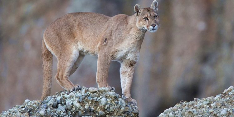 El capitán de la embarcación dijo que al divisar el puma decidieron acercarse "sigilosamente hasta unos 50 metros, para poder capturar las secuencias" de imágenes y videos que se viralizaron.