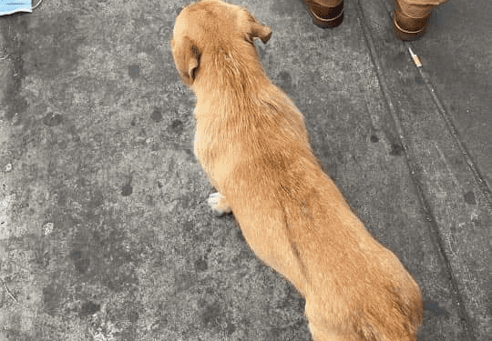El perrito hace fila ordenadamente antes de cruzar a Estados Unidos.