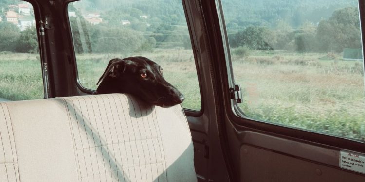Deberíamos acostumbrar al perro a viajar en coche en distancias y tiempos más cortos.