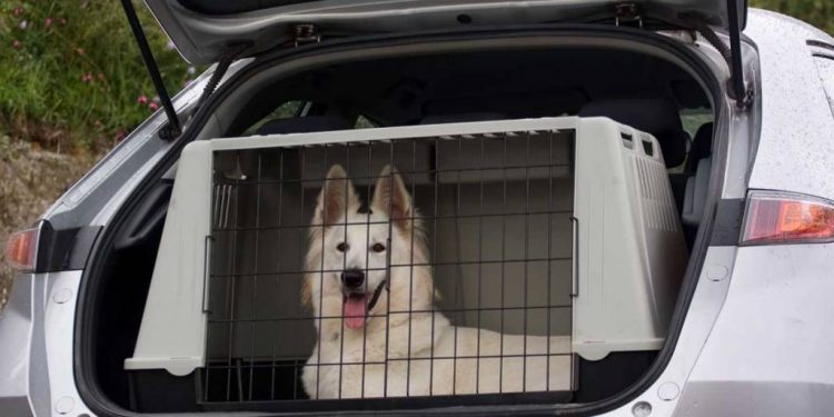 Viajar con mascotas: ¿sabes cómo hacerlo correctamente?