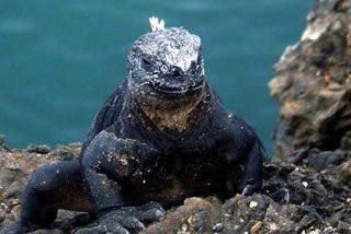 Las Islas Galápagos se consolidan como un destino bioseguro