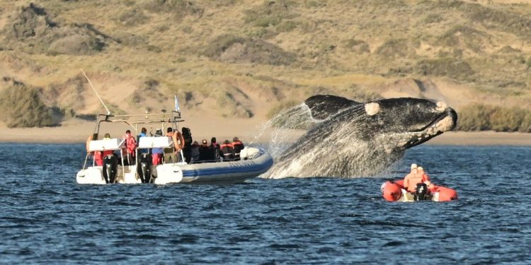 las mejores experiencias en Puerto Madryn