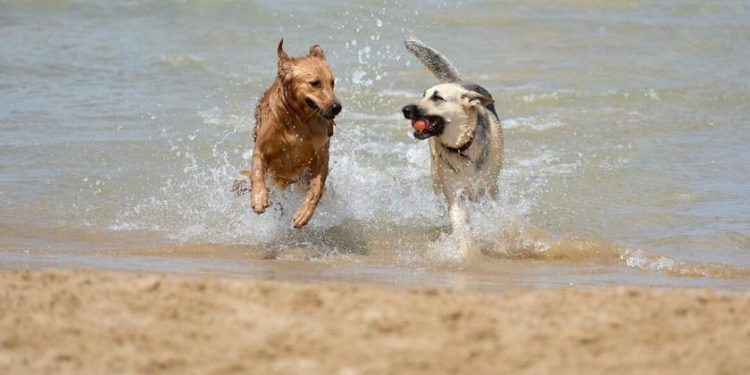 ¡Llegó verano! Y estas son las mejores playas en Miami para visitar con tu perro | Noticias Telemundo Atlanta - Las Noticias de Como Vivir Mejor | Estamos Contigo
