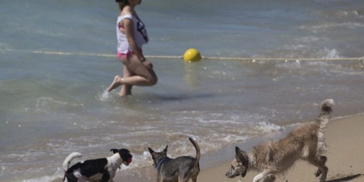 ¿Ola de calor? Las recomendaciones para proteger a tu mascota de la canícula de verano