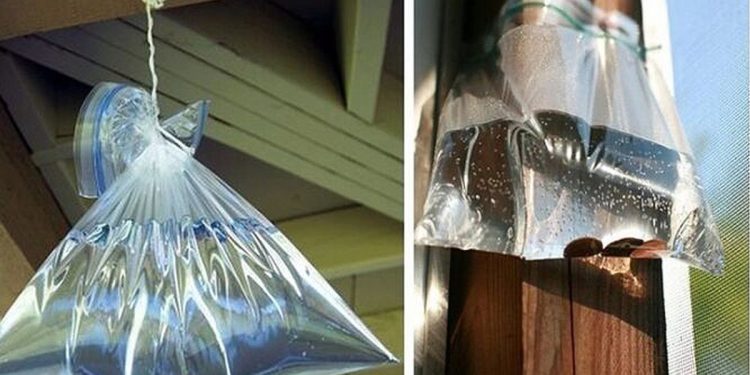 mosquitos bolsas de plástico