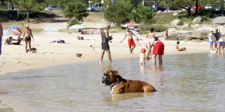 10 mejores playas para viajar con perros en España
