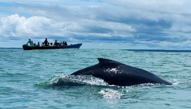 Guía de Viaje: ¿Qué hacer en Buenaventura, Valle? | Avistamiento de ballenas | Playas | Hoteles