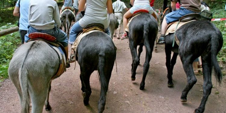 Las atracciones turísticas con animales pueden ser problemáticas - Viajes