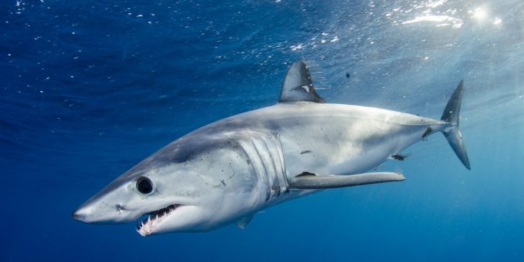 Los mejores lugares para bucear con tiburones ballena y mantarrayas
