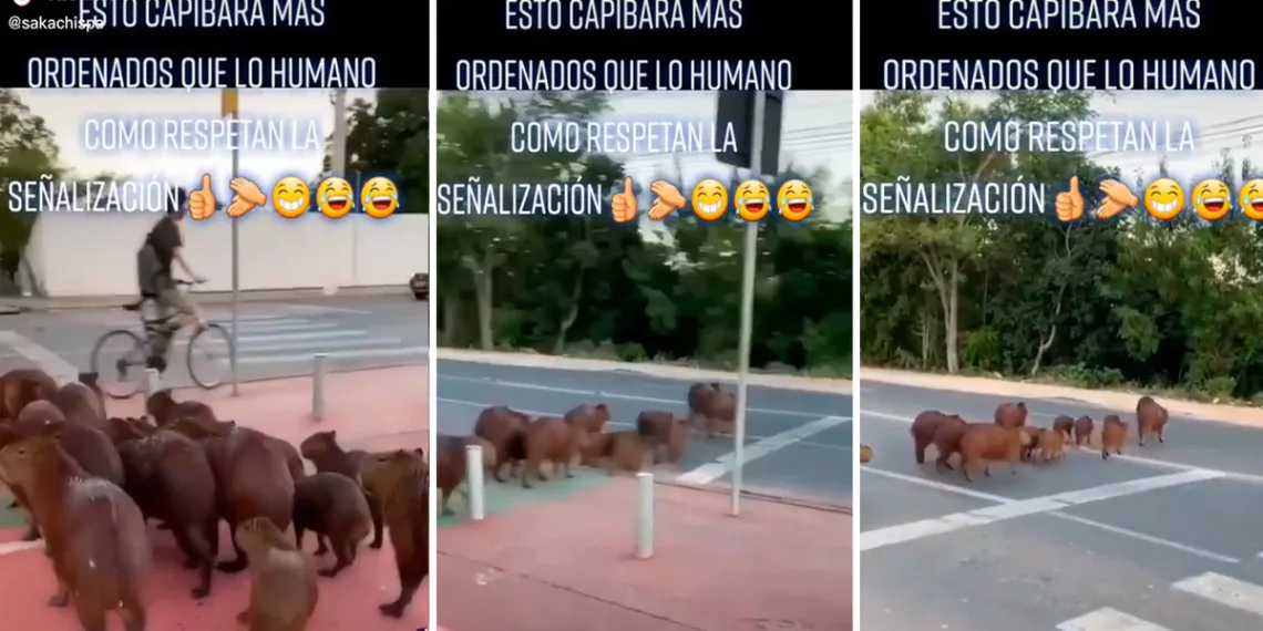 TikTok viral: familia de ronsocos respeta la señalización y atraviesa la pista por crucero peatonal
