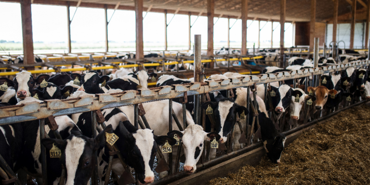 Tyson Foods eleva previsión de ingresos para 2021 por demanda de carne de vacuno