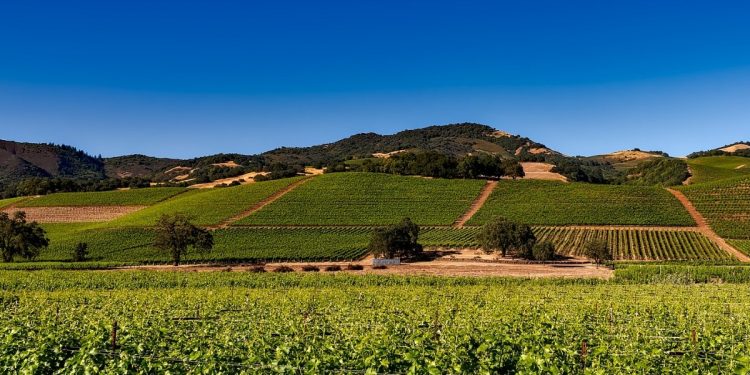 Valle de Guadalupe entre las mejores regiones vinícolas