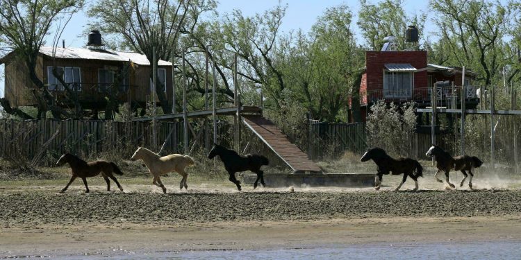 Caballos galopan a orillas de un brazo casi seco del río Paraná durante un período de intensa sequía el 22 de agosto de 2021