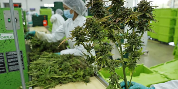 Cannabis medicinal de Colombia podría representar USD1700 millones en exportaciones