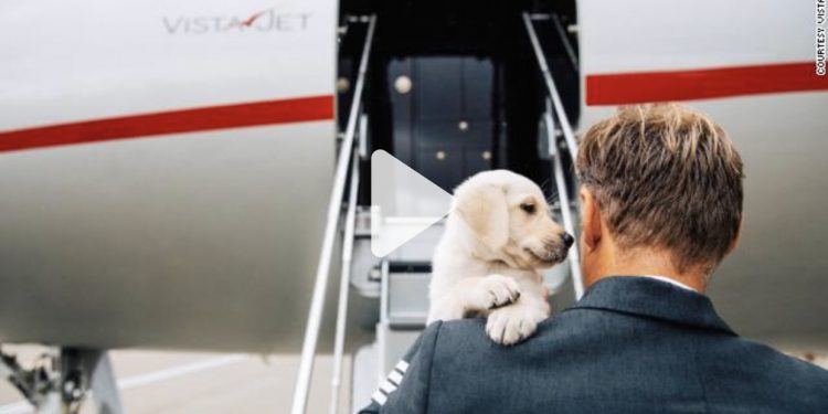 Conoce por qué son tan populares los viajes con mascotas en aviones privados – Las Noticias de Chihuahua – Entrelíneas