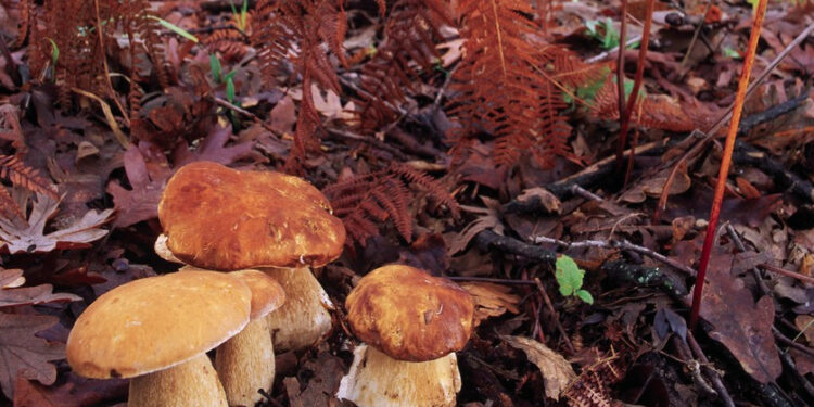 La tradición de salir a las sierras a buscar setas, o sea bolets en catalán, es una tradición que se transmite entre generaciones, donde la búsqueda de alimentos para comer de siglos atrás fue reemplazada por la pasión de disfrutar de la naturaleza, hacer senderismo y vivir una jornada en familia.