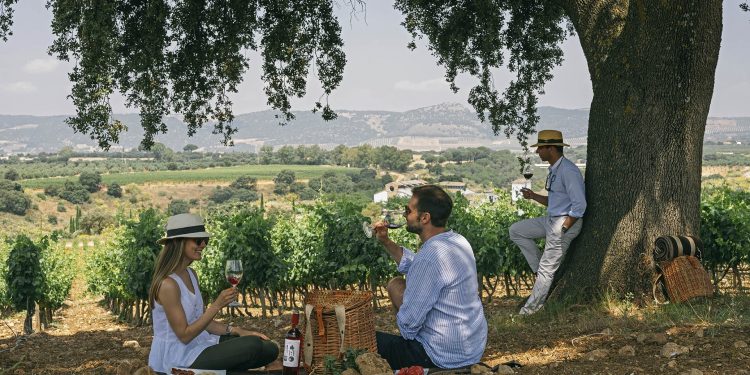 Enoturismo: Destinos vitivinícolas argentinos para descubrir