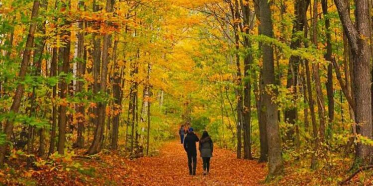 Estos son los 10 mejores lugares para disfrutar de los colores del otoño cerca de Toronto