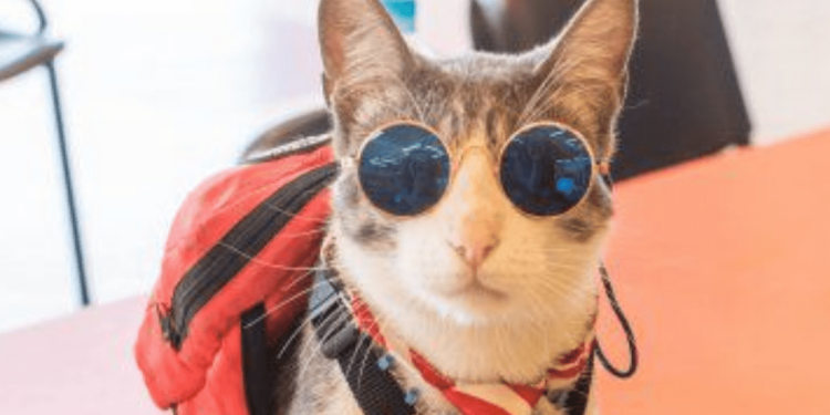 Historia del gato mochilero, sus viajes y su legado