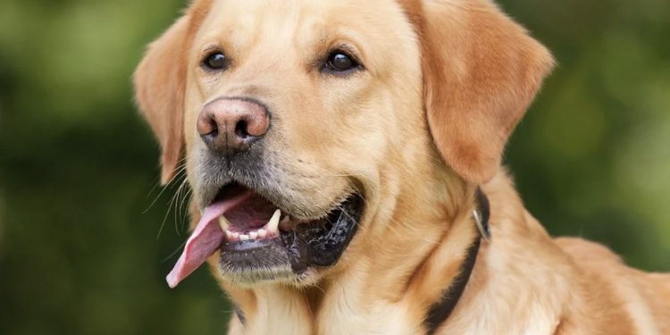 ℹ La mejor guía de perros de España