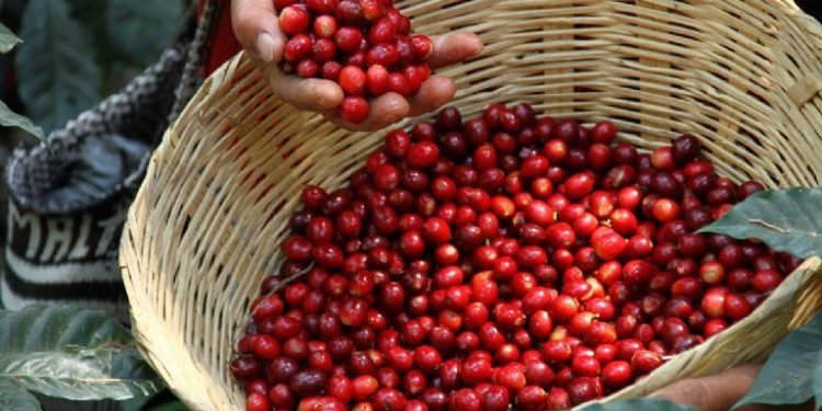 Llega por primera vez a la Argentina uno de los mejores cafés del mundo