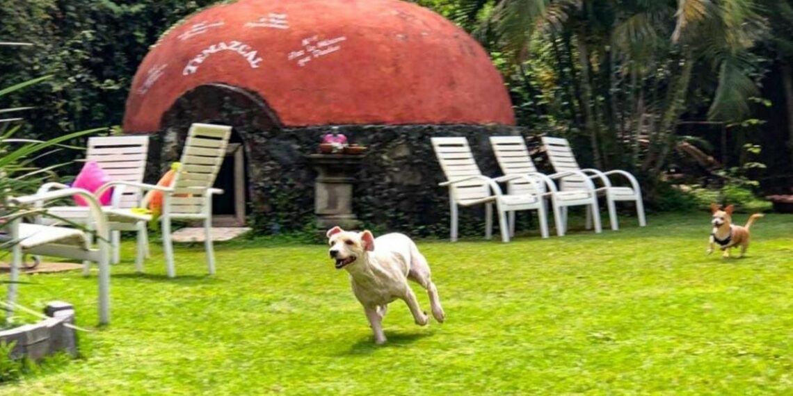 Los 5 mejores destinos pet friendly para viajar con tu mascota